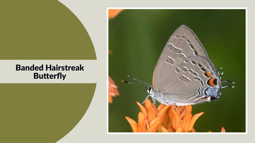 Banded Hairstreak Butterfly