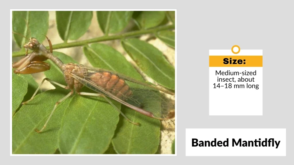 Banded Mantidfly