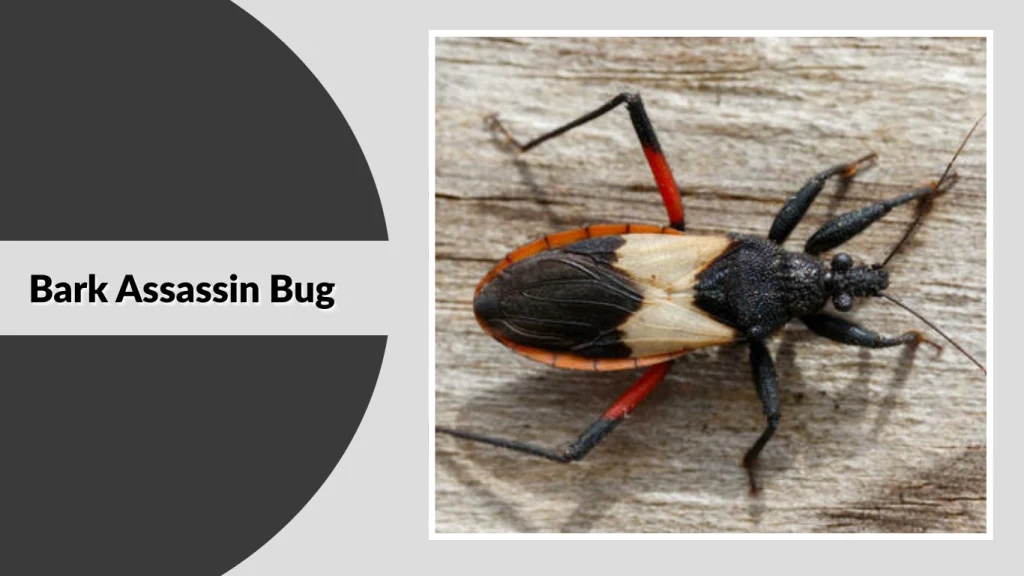 Bark Assassin Bug