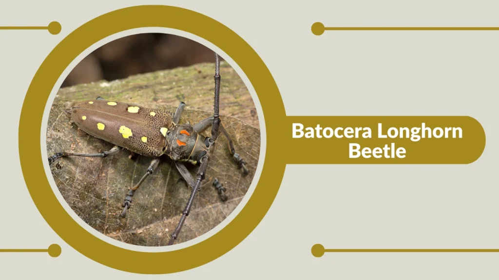 Batocera Longhorn Beetle