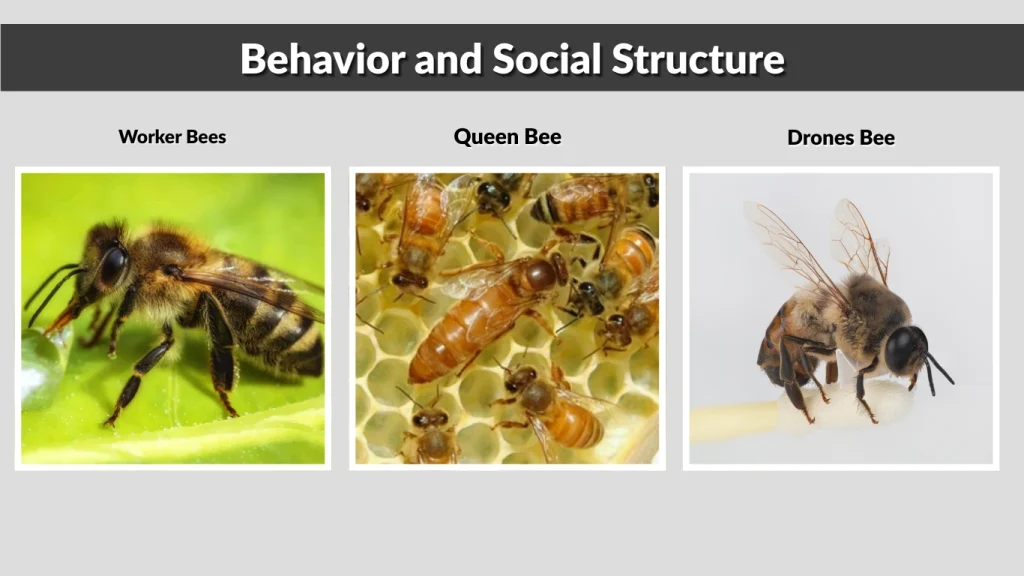 Behavior and Social Structure