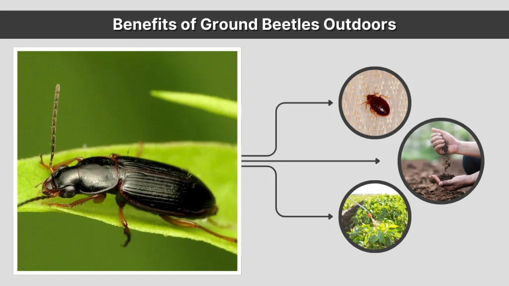 Benefits of Ground Beetles Outdoors