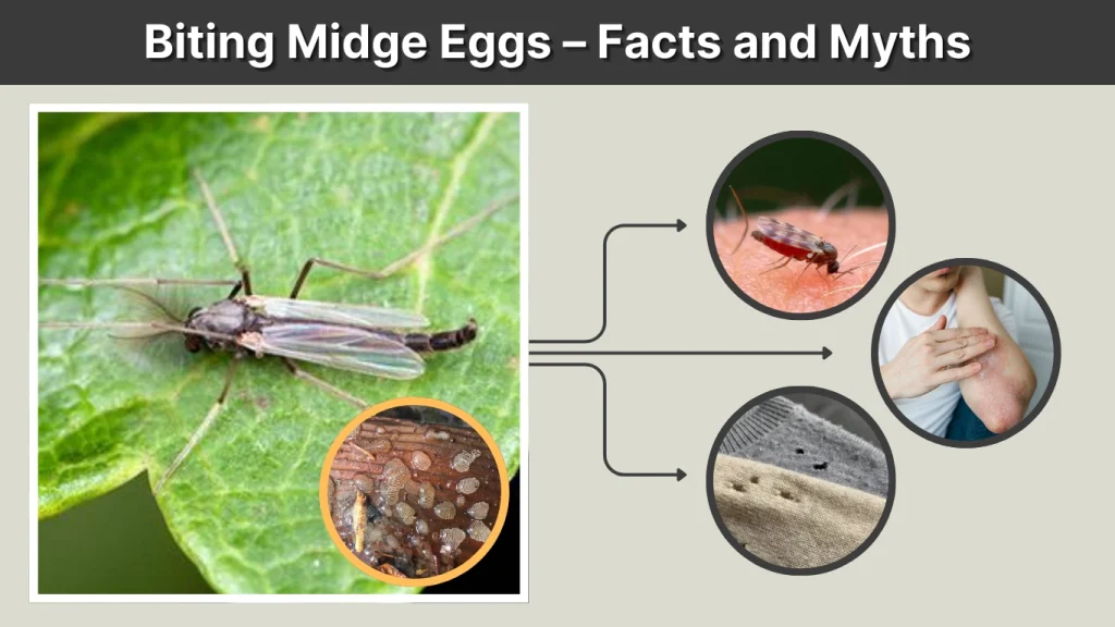 Biting Midge Eggs – Facts and Myths