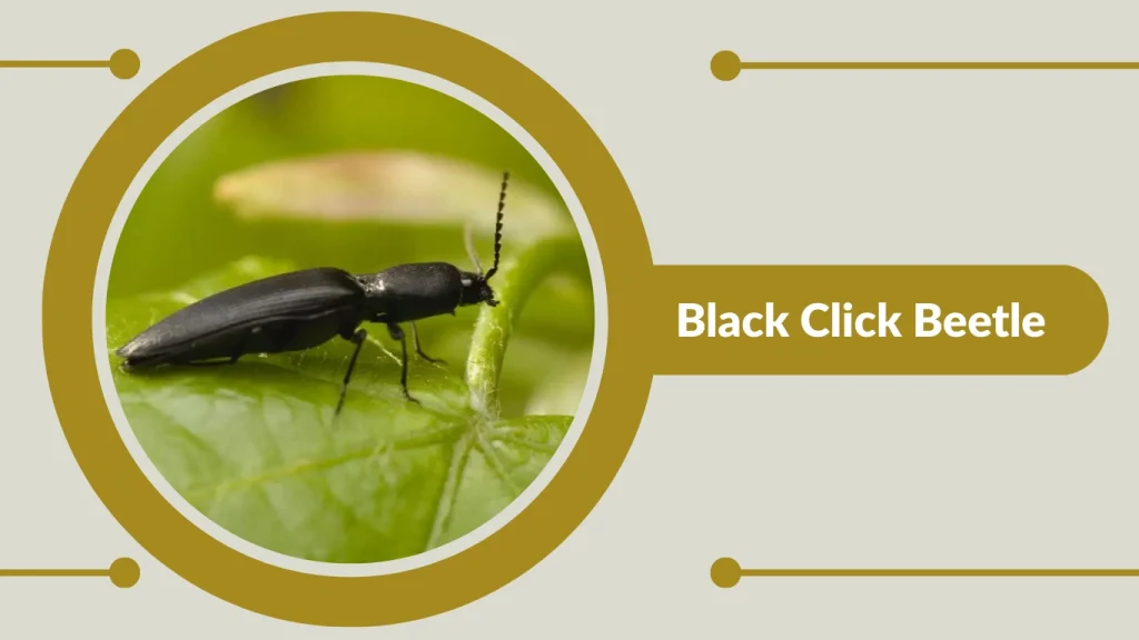 Black Click Beetle