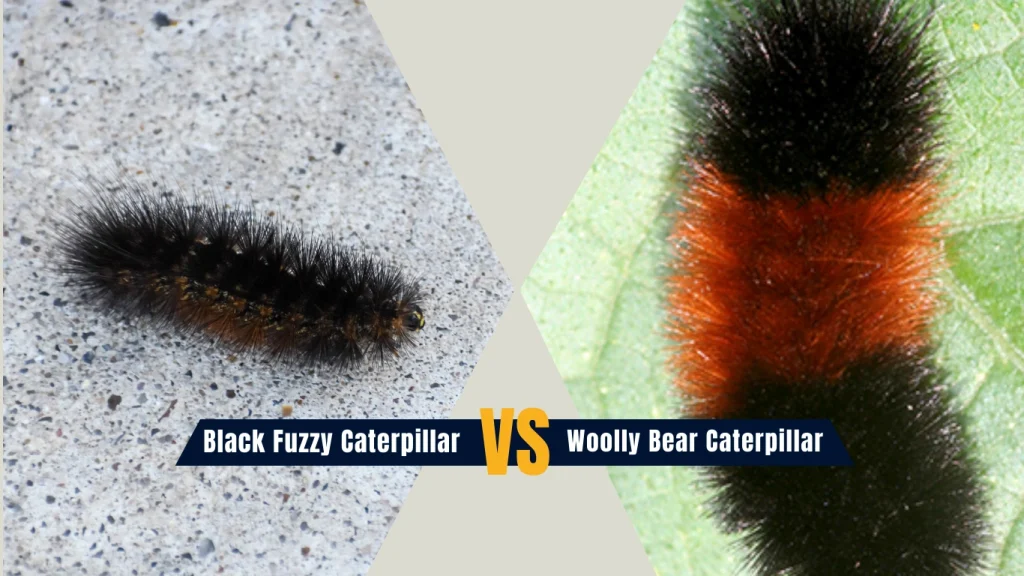 Black Fuzzy Caterpillar vs. Woolly Bear Caterpillar