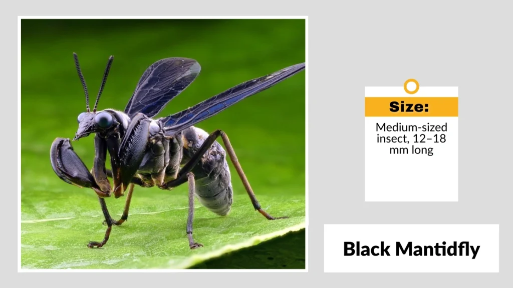 Black Mantidfly