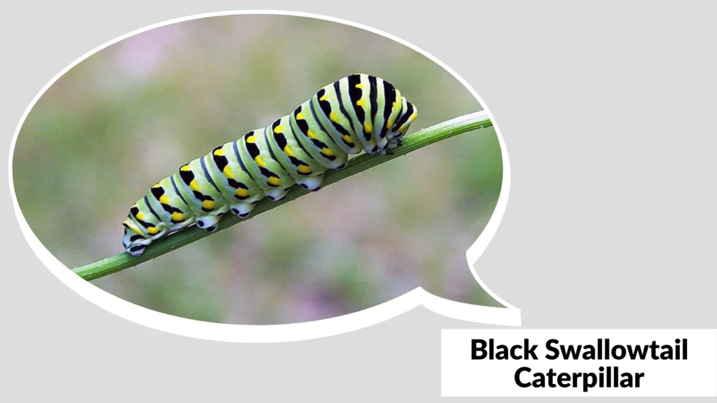 Black Swallowtail Caterpillar