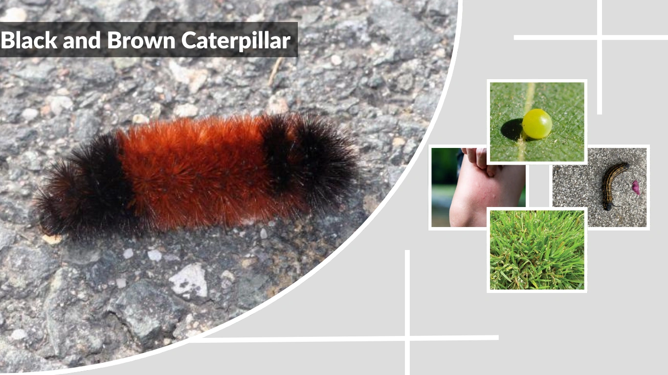 Black and Brown Caterpillar Identification, Life Cycle, and Facts