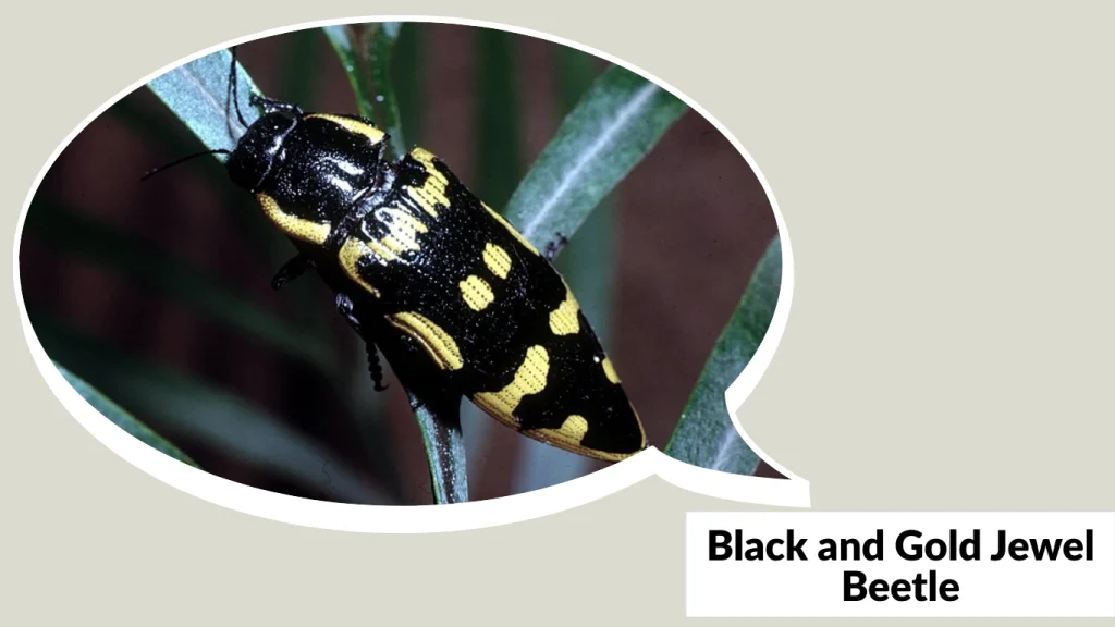 Black and Gold Jewel Beetle