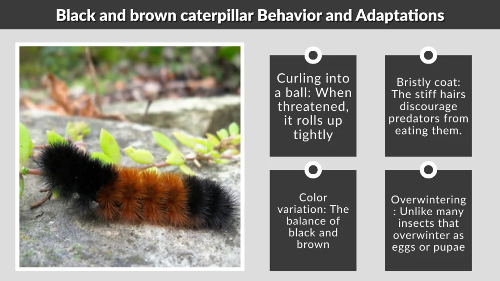Black and brown caterpillar Behavior and Adaptations