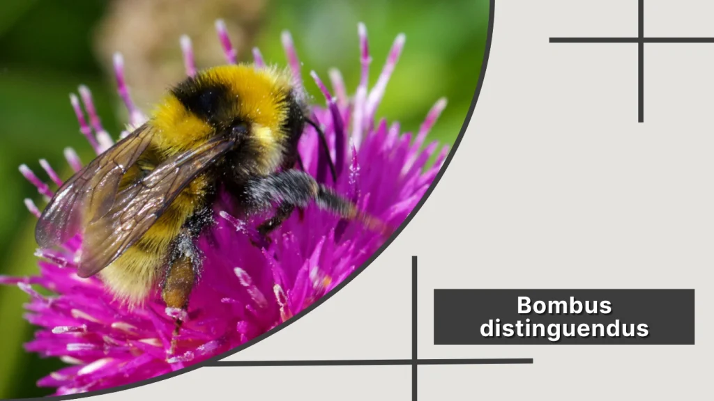 Bombus distinguendus – Great Yellow Bumblebee