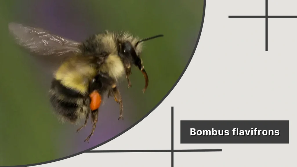 Bombus flavifrons – Yellow-fronted Bumblebee