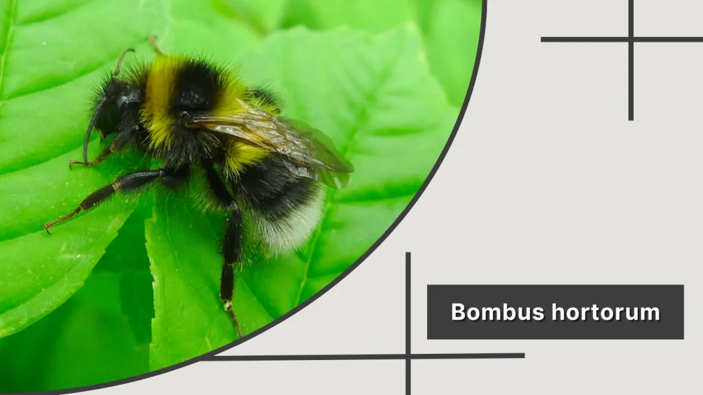Bombus hortorum – Garden Bumblebee