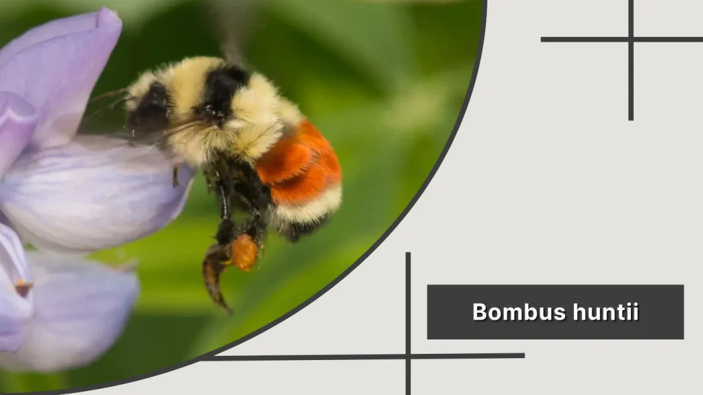 Bombus huntii – Hunt’s Bumblebee