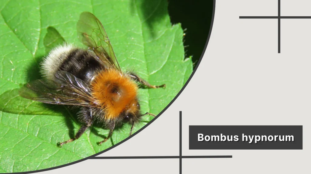Bombus hypnorum – Tree Bumblebee