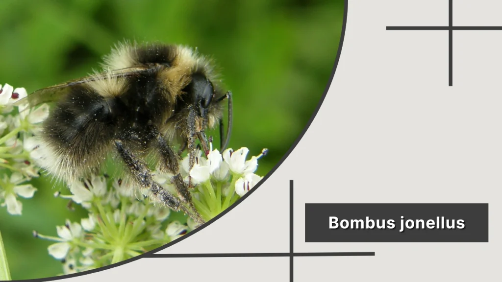 Bombus jonellus – Heath Bumblebee