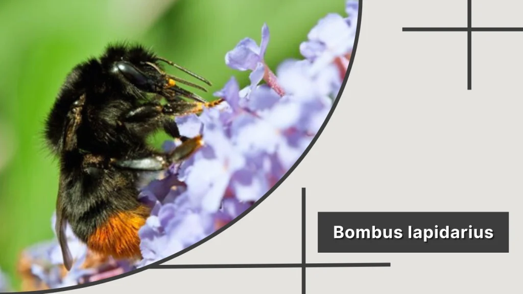Bombus lapidarius – Red-tailed Bumblebee