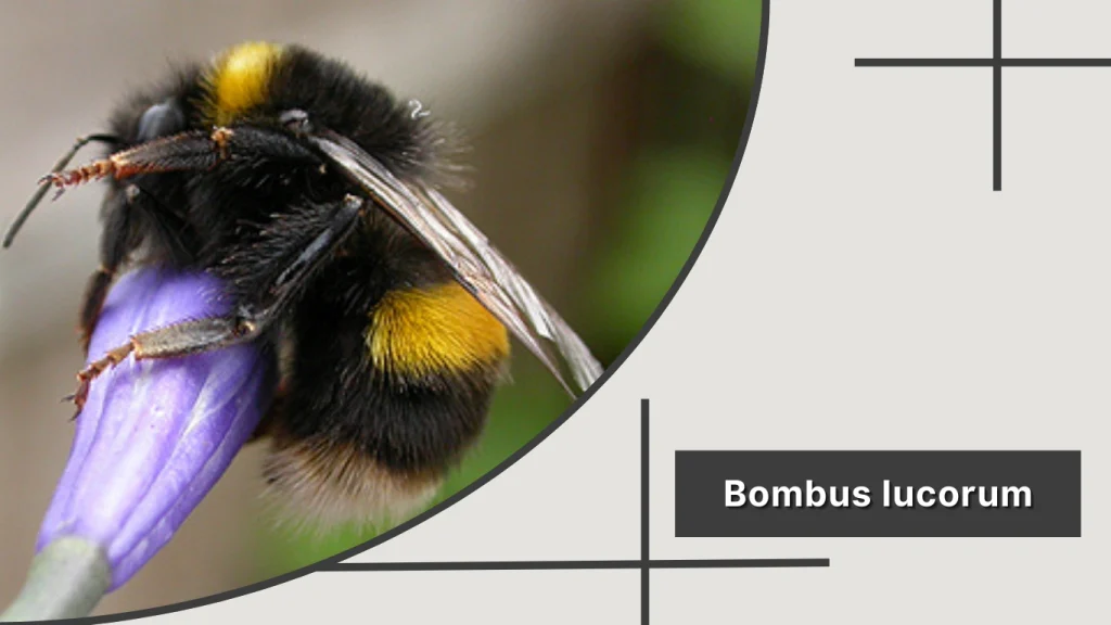 Bombus lucorum – White-tailed Bumblebee