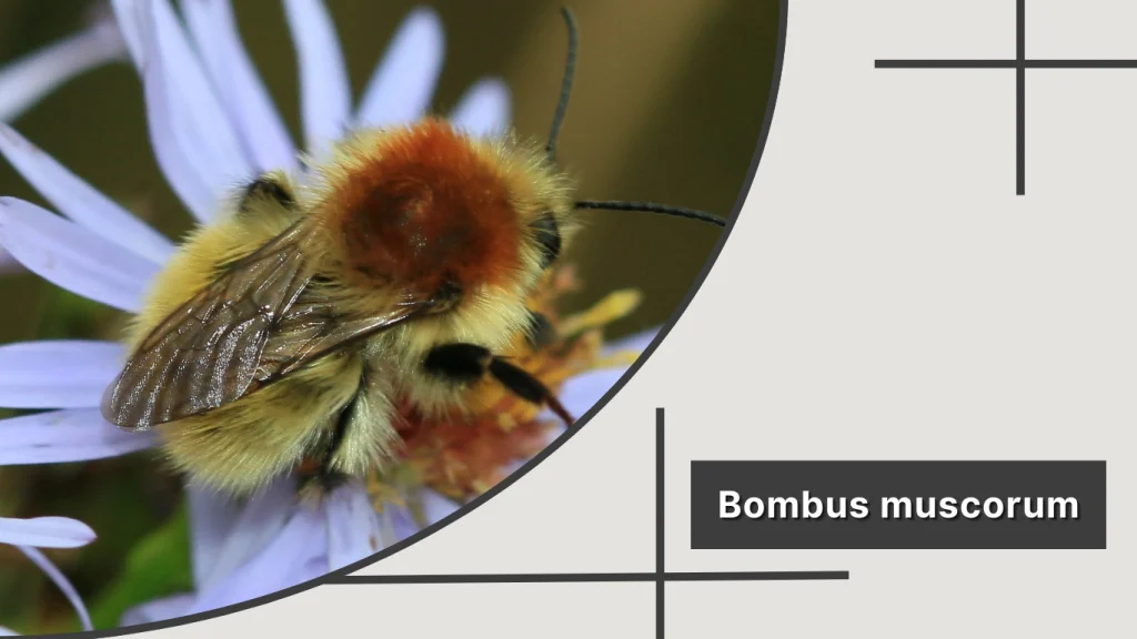 Bombus muscorum – Moss Carder Bee