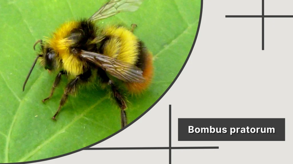 Bombus pratorum – Early Bumblebee