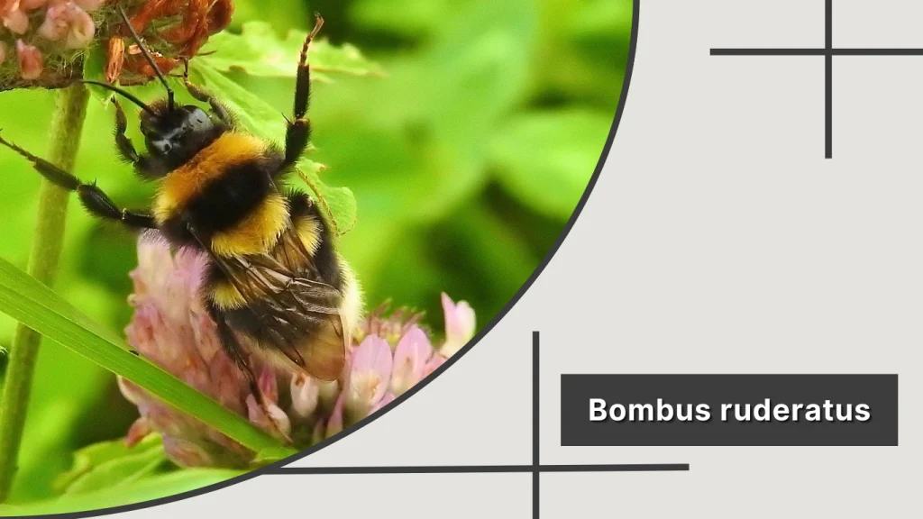 Bombus ruderatus – Large Garden Bumblebee