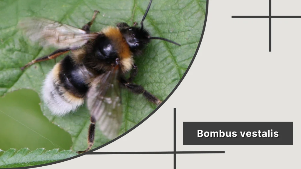 Bombus vestalis – Vestal Cuckoo Bumblebee