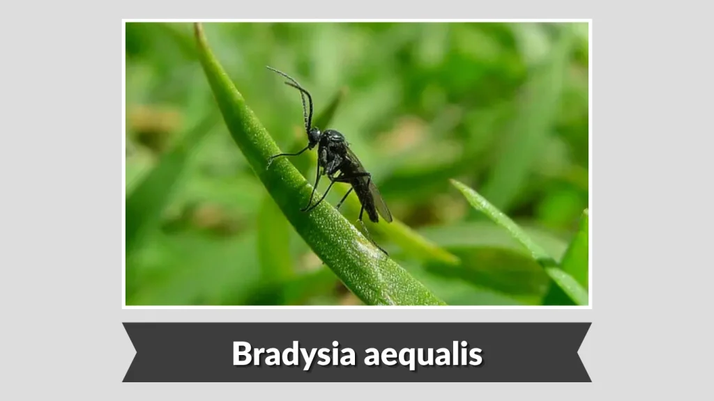 Bradysia aequalis