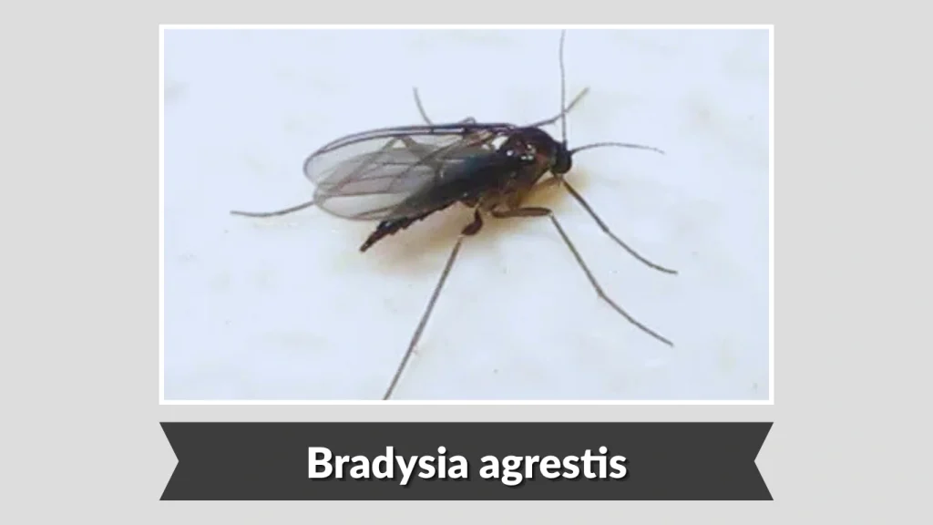 Bradysia agrestis