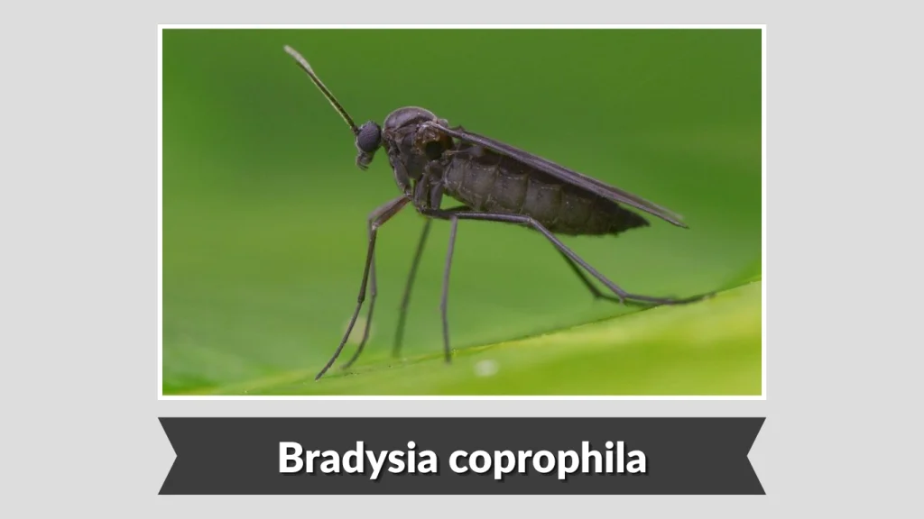 Bradysia coprophila