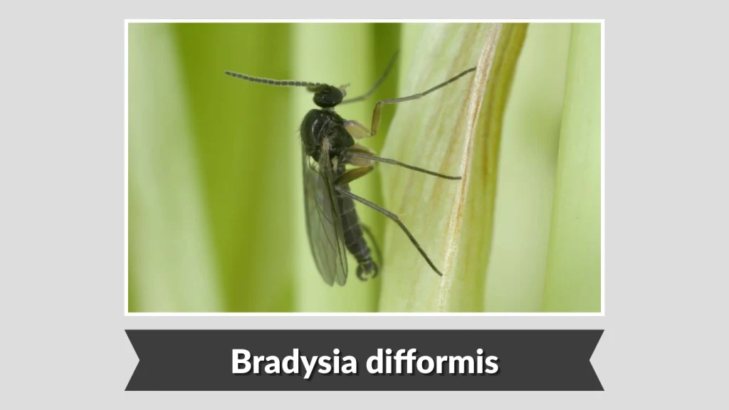 Bradysia difformis