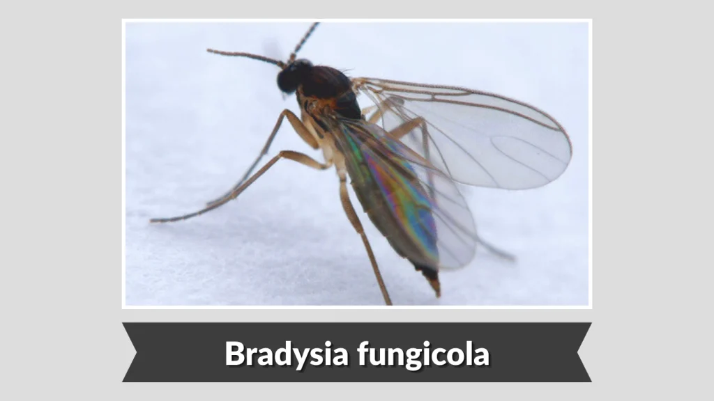 Bradysia fungicola