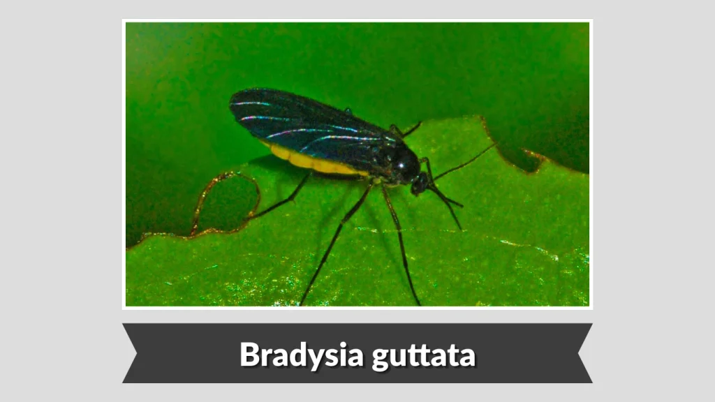 Bradysia guttata