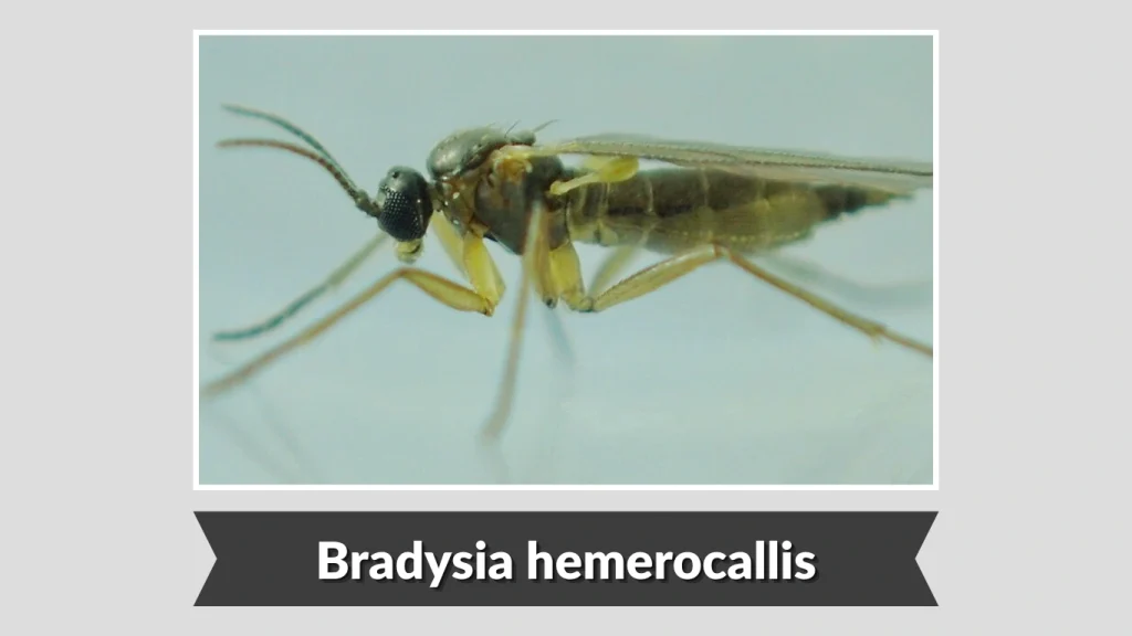 Bradysia hemerocallis