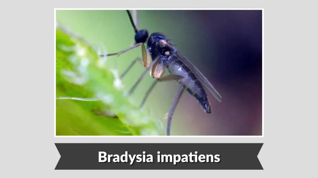 Bradysia impatiens