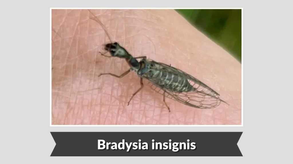 Bradysia insignis