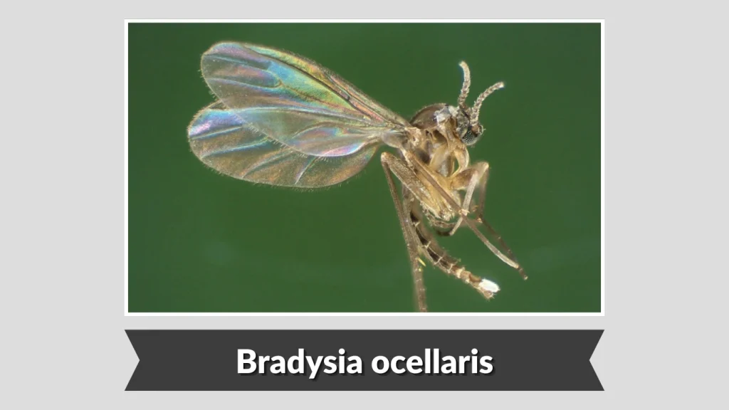 Bradysia ocellaris