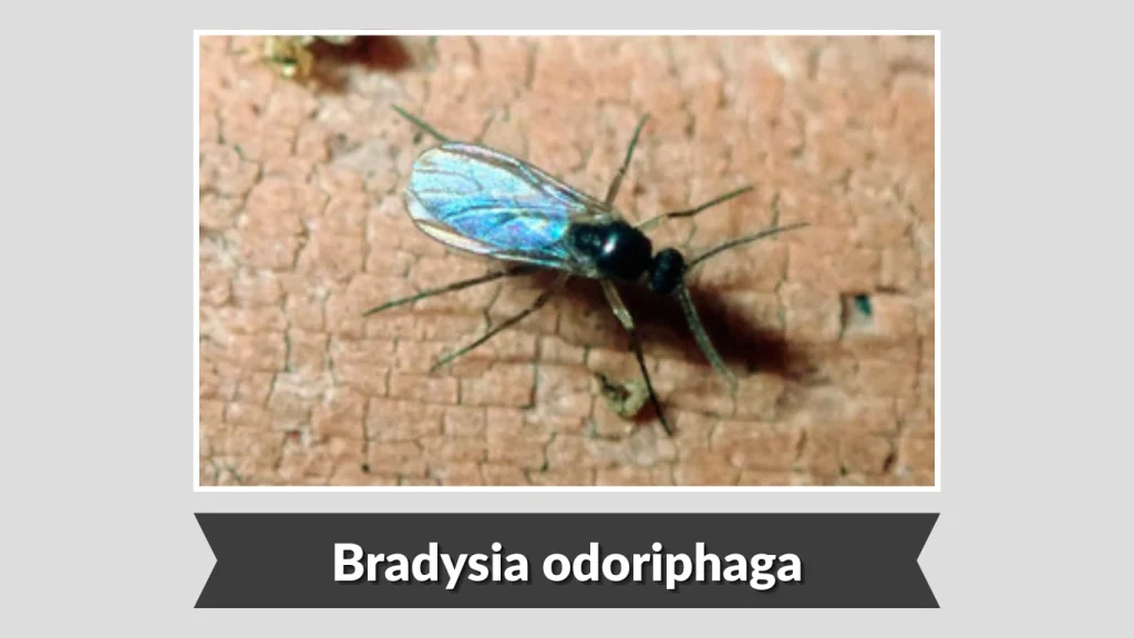 Bradysia odoriphaga