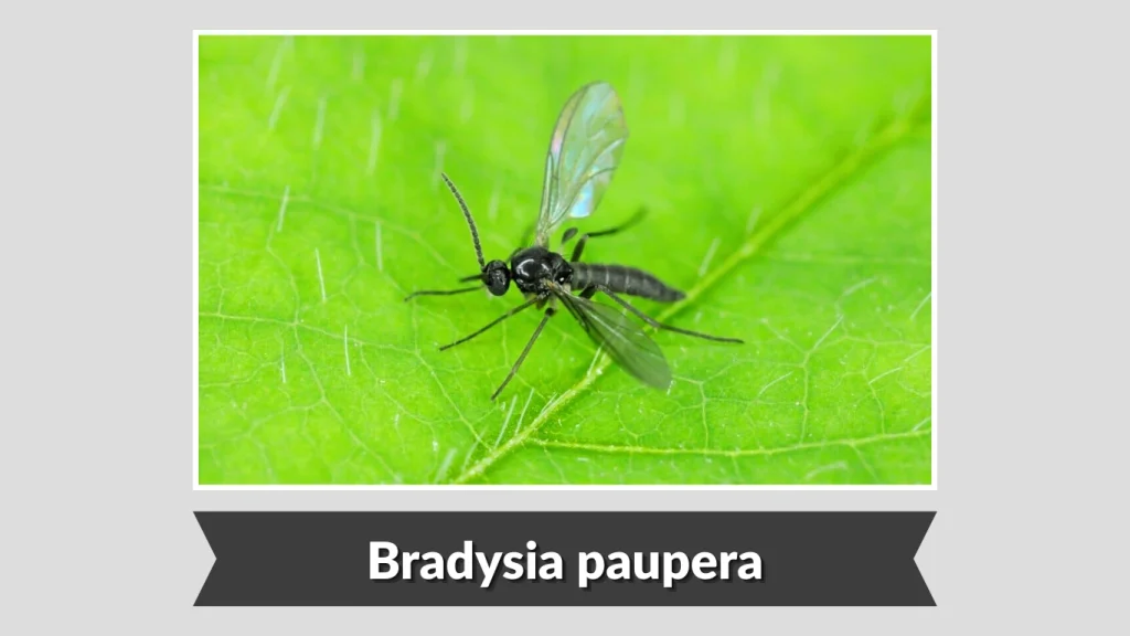 Bradysia paupera