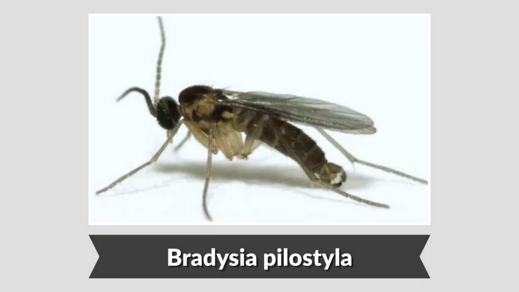 Bradysia pilostyla