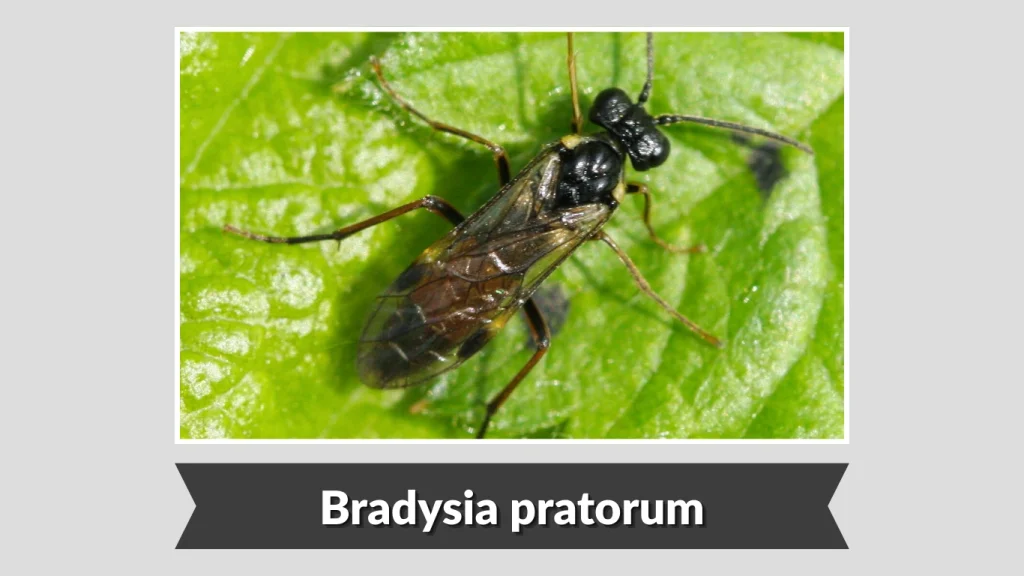 Bradysia pratorum