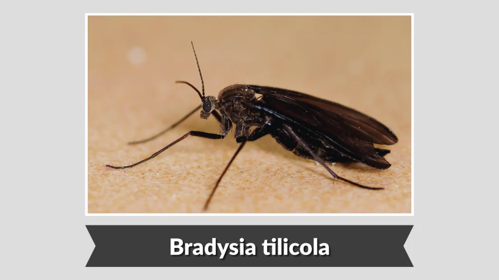 Bradysia tilicola