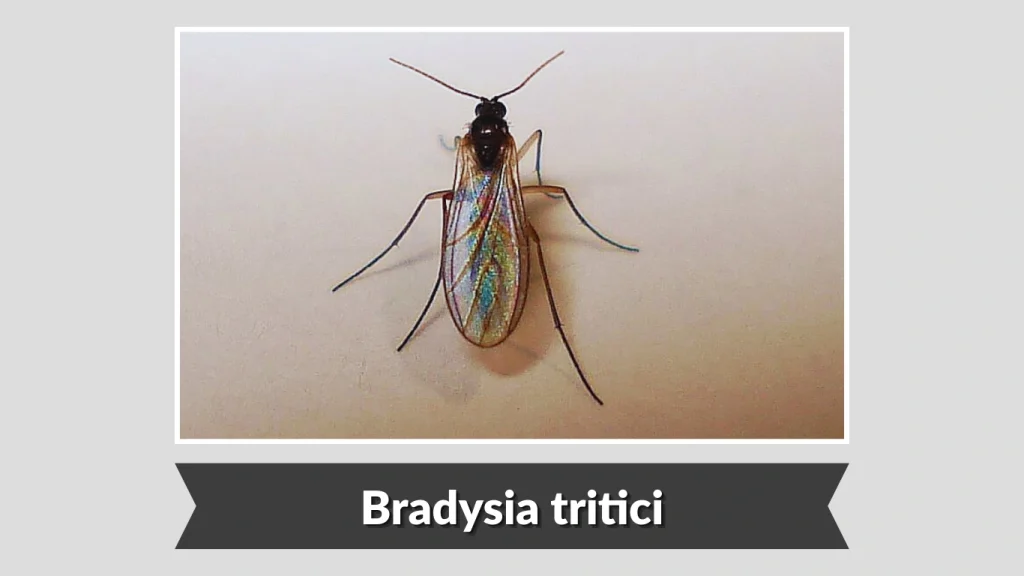 Bradysia tritici