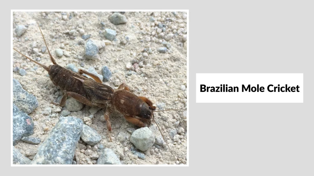 Brazilian Mole Cricket