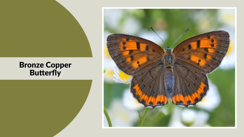 Bronze Copper Butterfly