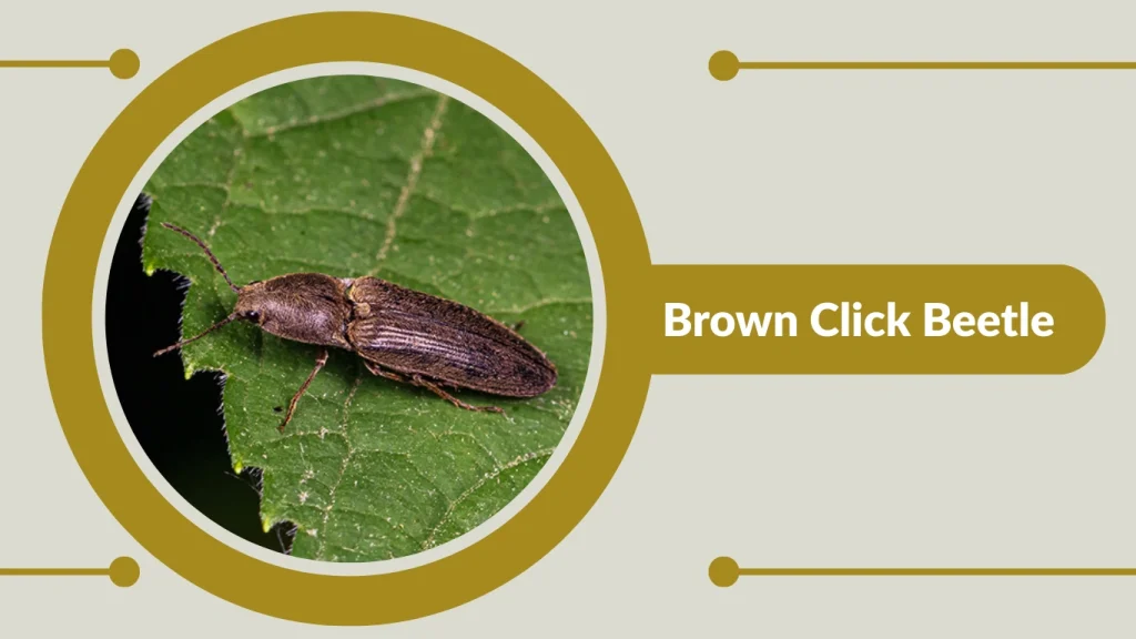 Brown Click Beetle