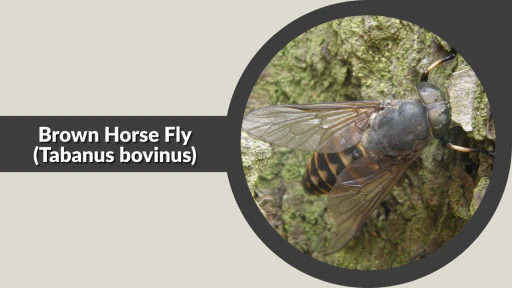 Brown Horse Fly (Tabanus bovinus)