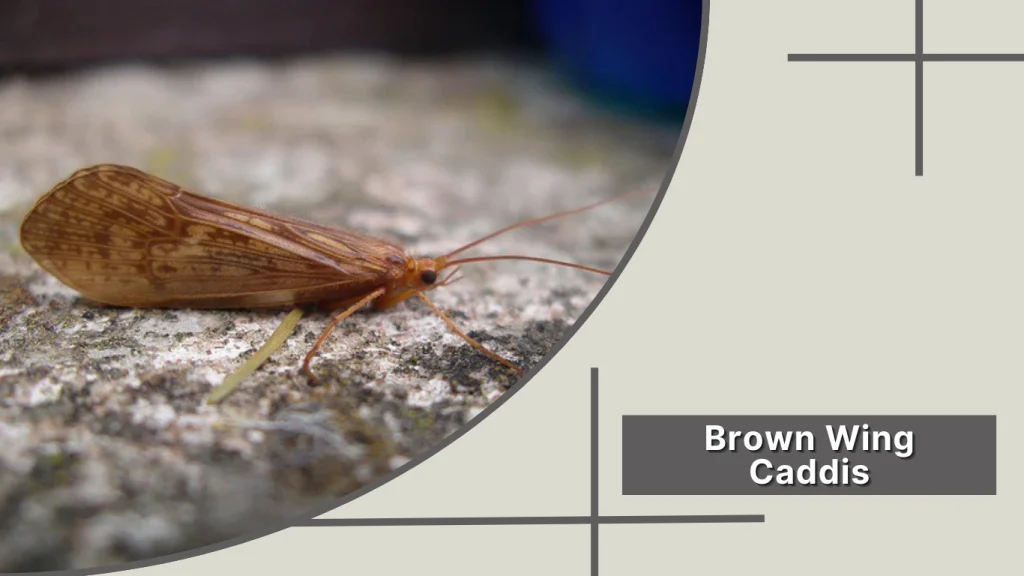 27 Types Of Caddisflies Identification With Pictures