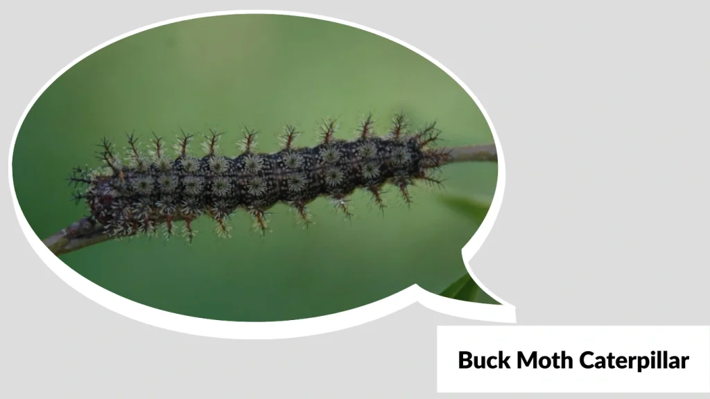 Buck Moth Caterpillar