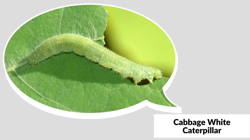 Cabbage White Caterpillar