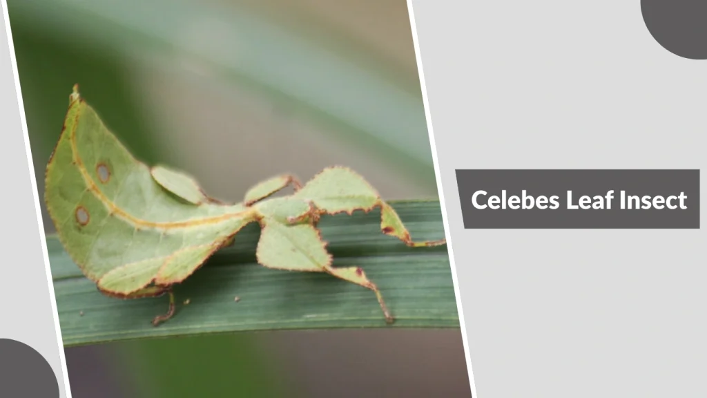 Celebes Leaf Insect